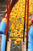 ducks
